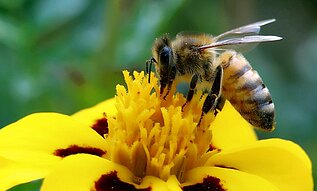 Mein Beitrag zum Naturschutz