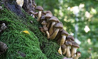 Entnahme von Pilzen und wilden Pflanzen