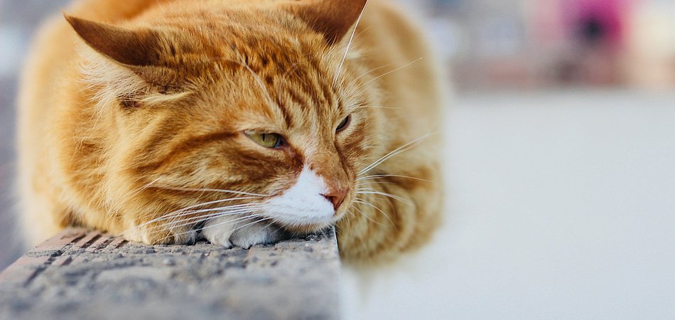 Elend freilebender Katzen verringern“ - Stadtportal der