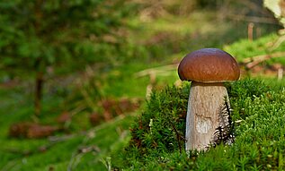 Entnahme von Pilzen und wilden Pflanzen